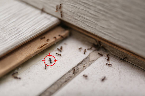 Best Pest Inspection Near Me  in Fourche Crossing, LA