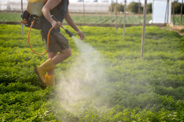 Best Affordable Pest Control Services  in Fourche Crossing, LA