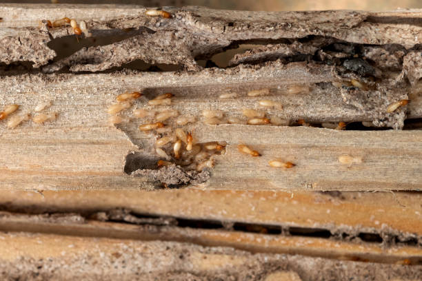 Lafourche Crossing, LA Pest Control Company